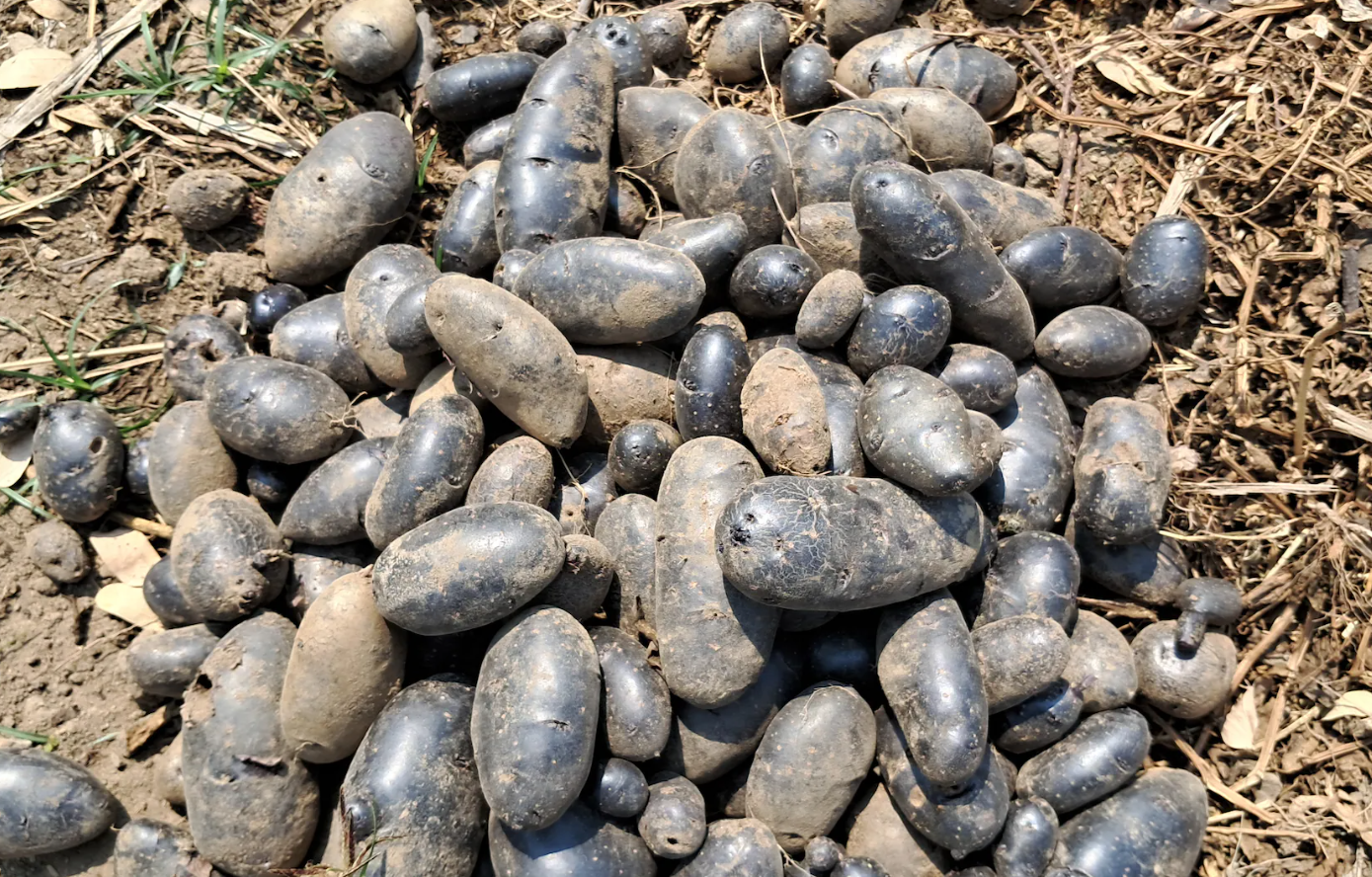 黑土豆適合種植在哪些地區？有什麼特點？