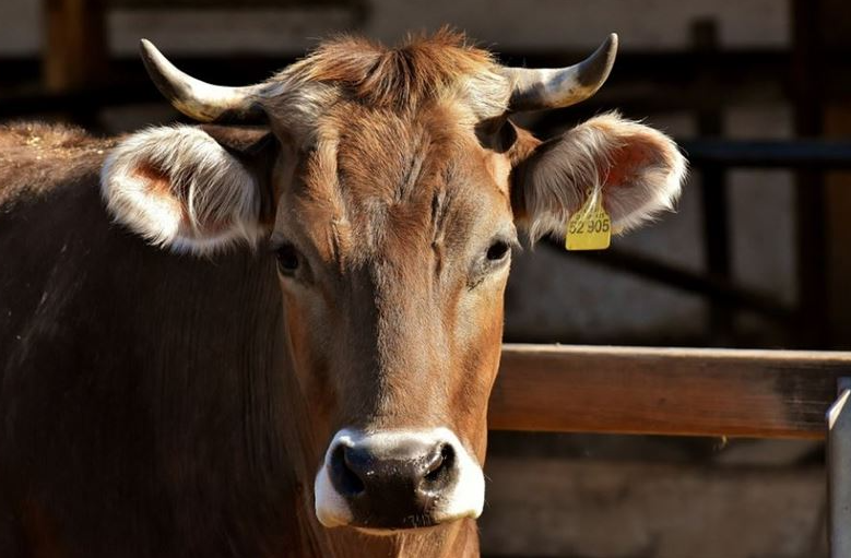 用棉籽餅飼喂育肥肉牛的注意事項介紹