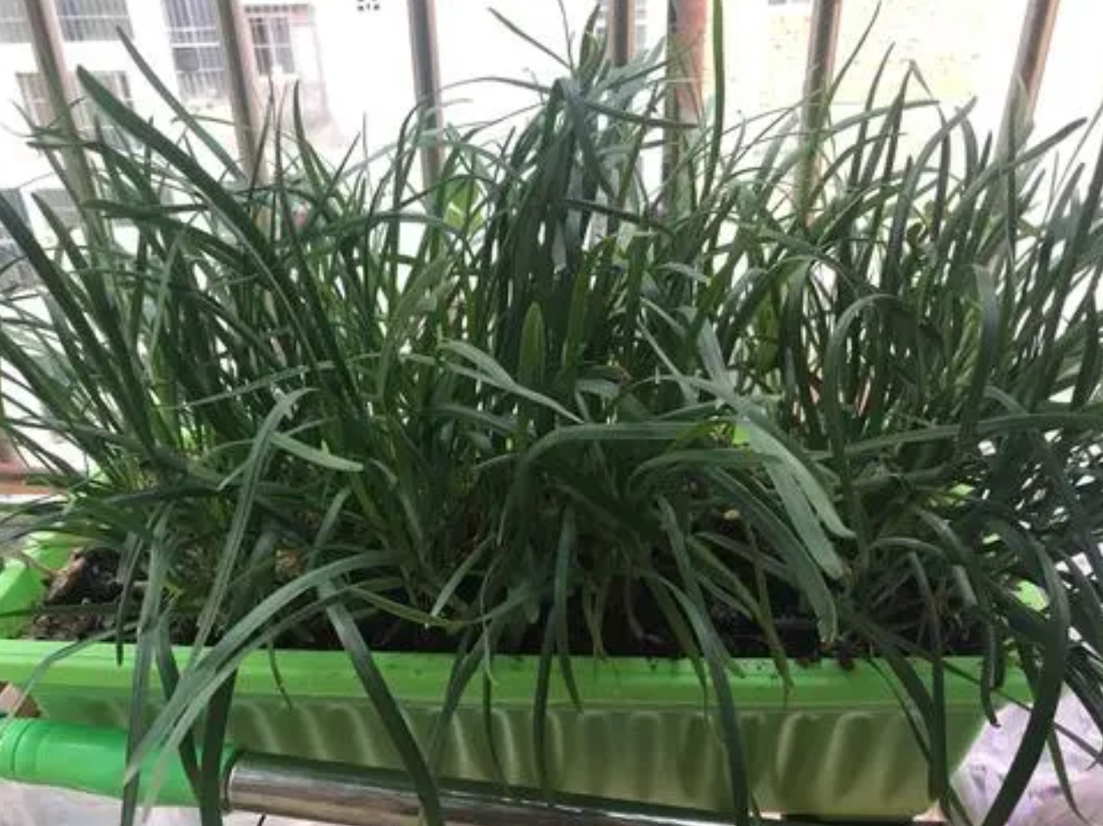 在陽台如何種植韭菜？