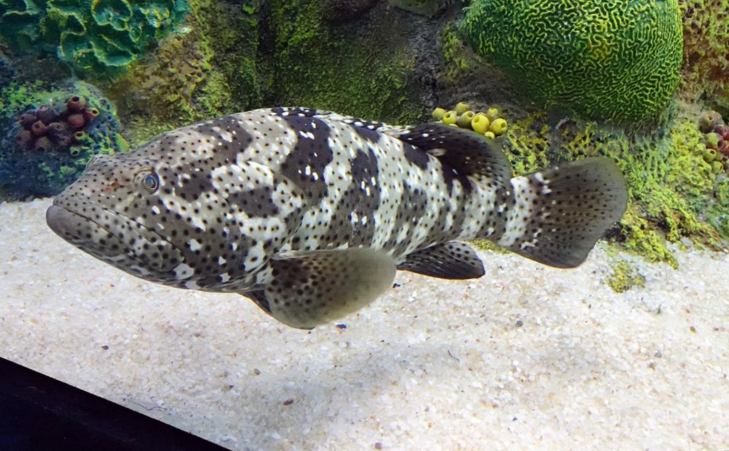 石斑魚養殖喂什麼飼料最好？石斑魚養殖須知