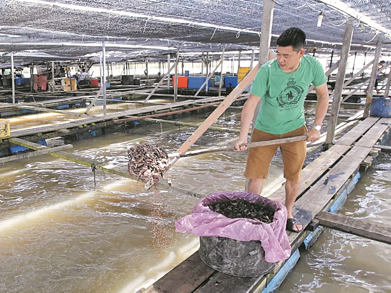 網箱養鯉魚的飼料配方如何搭配？