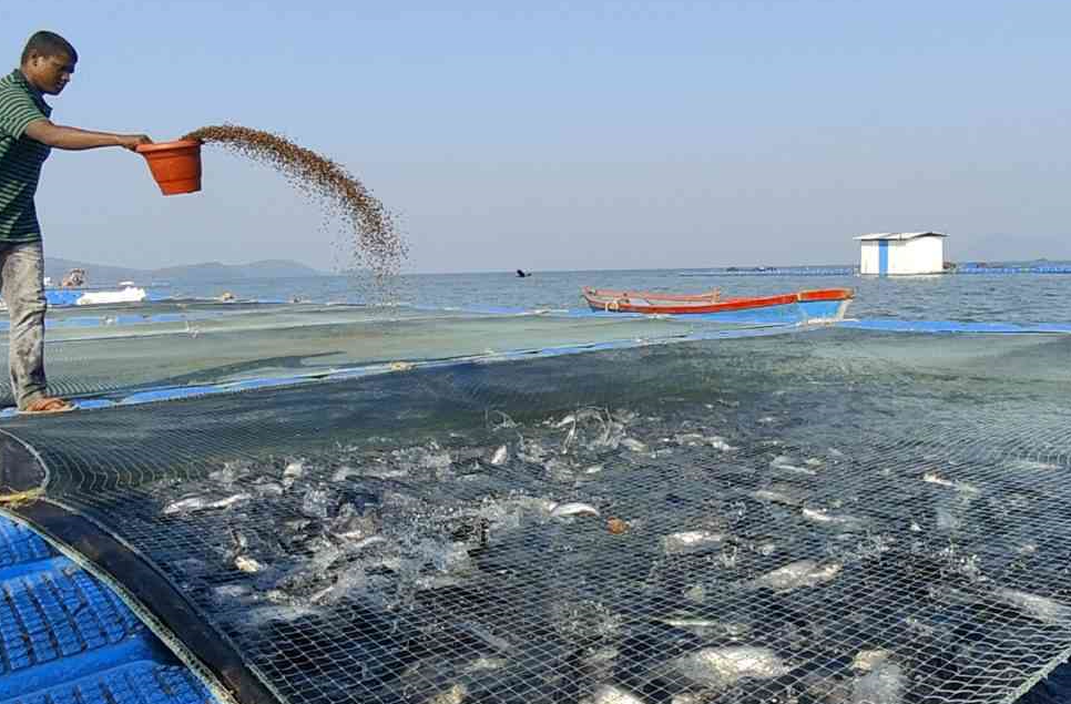 網箱養鯉魚的飼料配方如何搭配？