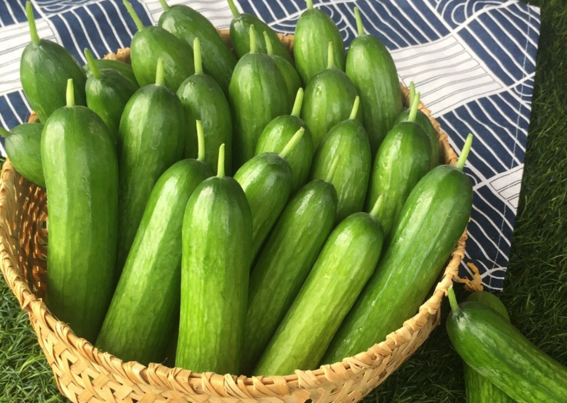 水果黃瓜的種植時間和種植技巧介紹