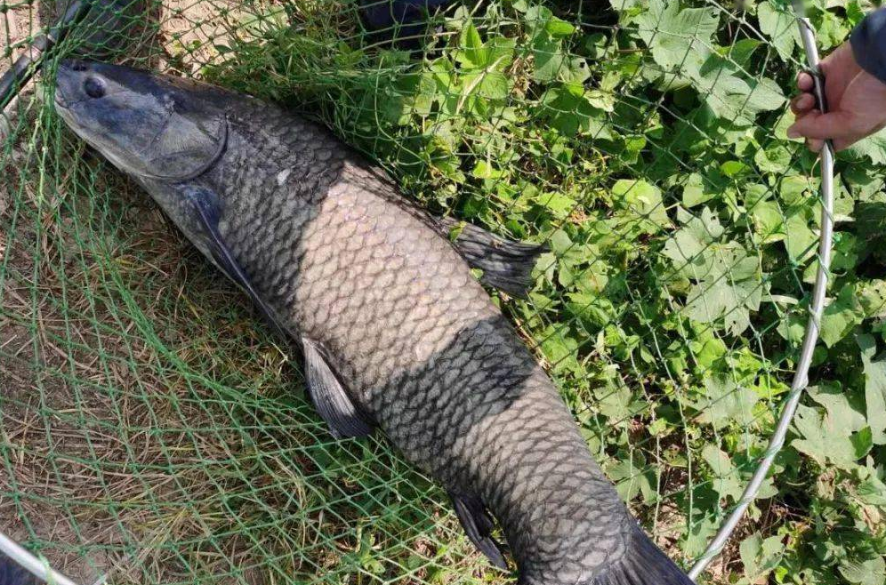 青魚如何養殖？需要投喂什麼飼料配方？