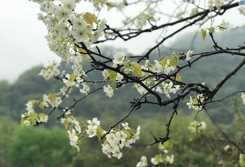 花梨木的生存環境怎麼樣？適宜什麼樣的氣候？