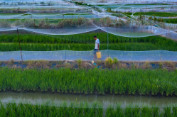 <strong>稻田養青蛙需要什麼設備和條件？</strong>