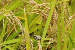 <strong>養青蛙對稻田有什麼好處？青蛙有什麼營養作用價值？</strong>