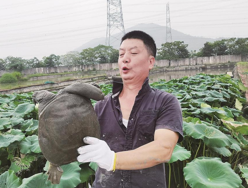 甲魚有什麼食物習性？如何繁殖？