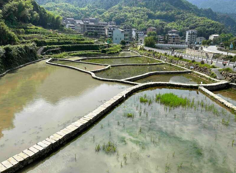 冬囤水田養魚法的主要特點和步驟是什麼？