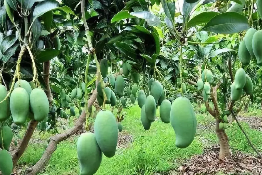 芒果樹如何種植？生態特點是什麼？