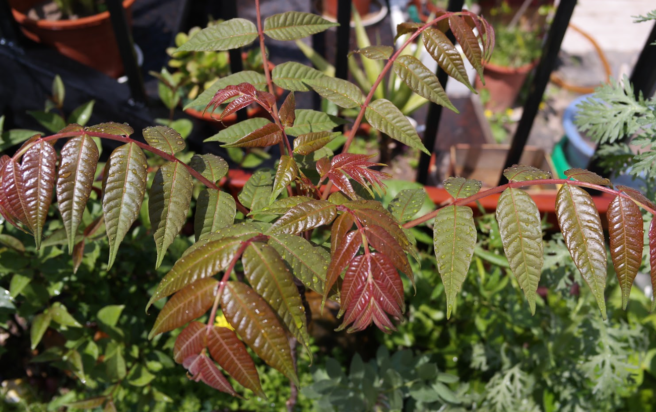 香椿種植的高產技術有哪些？需要什麼條件？