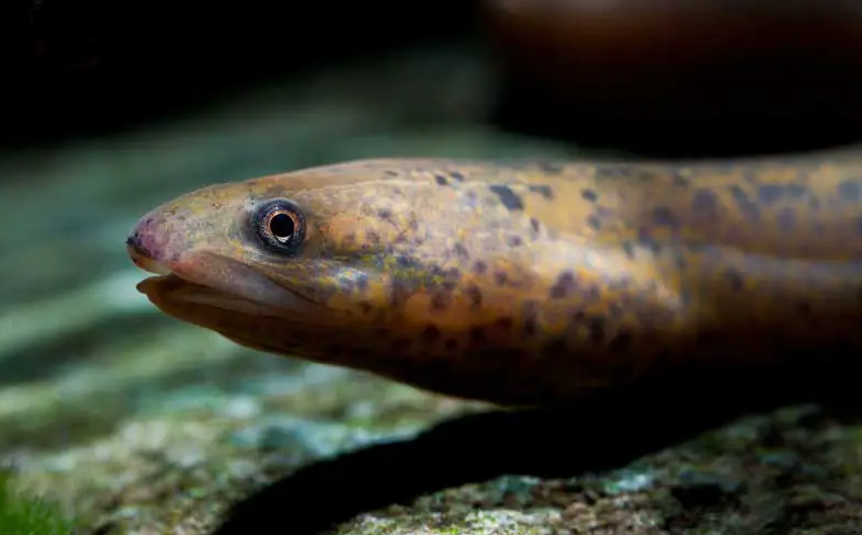 黃鱔是魚類嗎？生長習性是怎麼樣的？