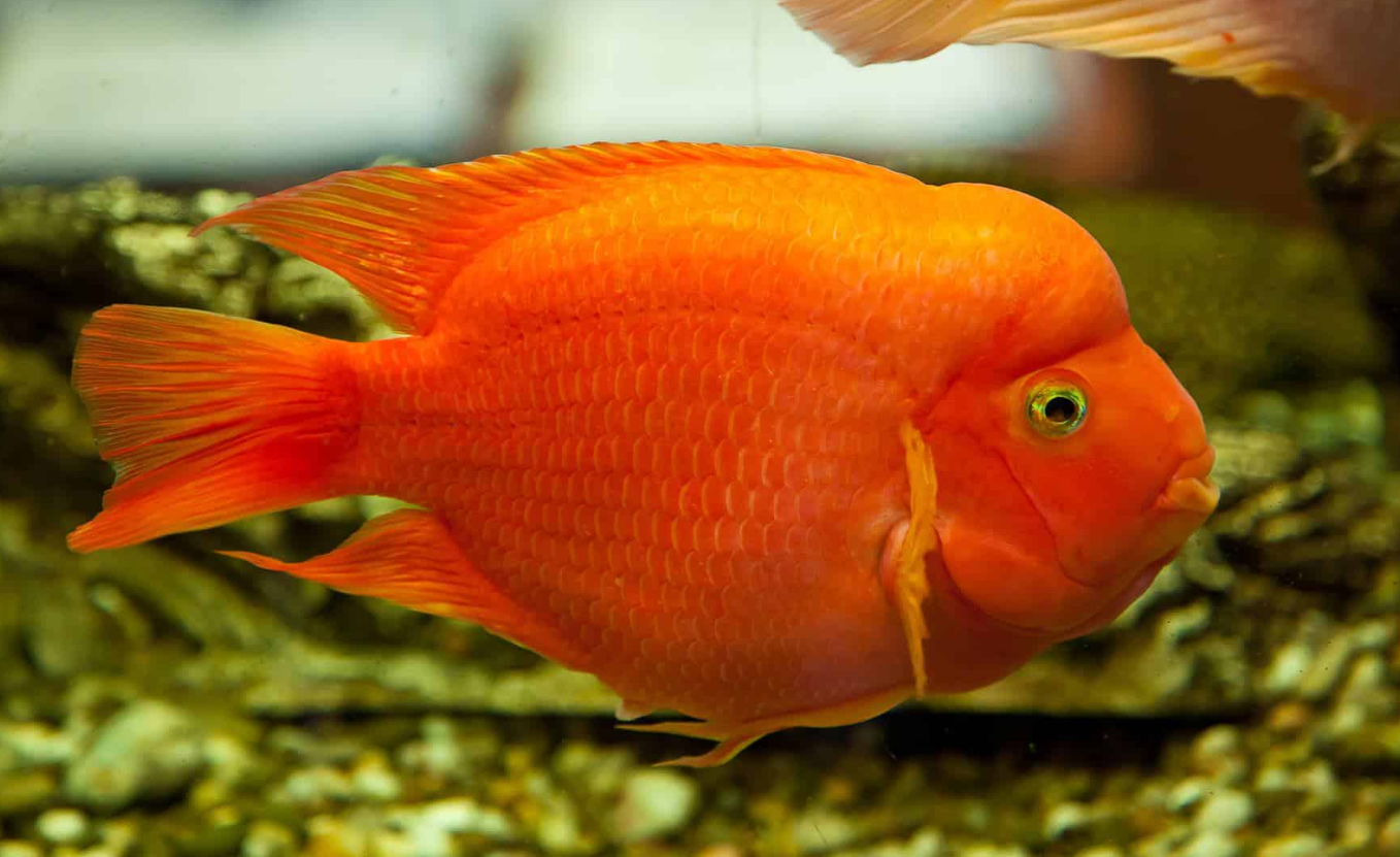 紅鸚鵡魚的特點介紹，有哪些飼養方法？