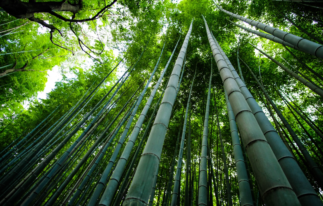 竹子的生長期間喜水嗎？生長習性怎麼樣？