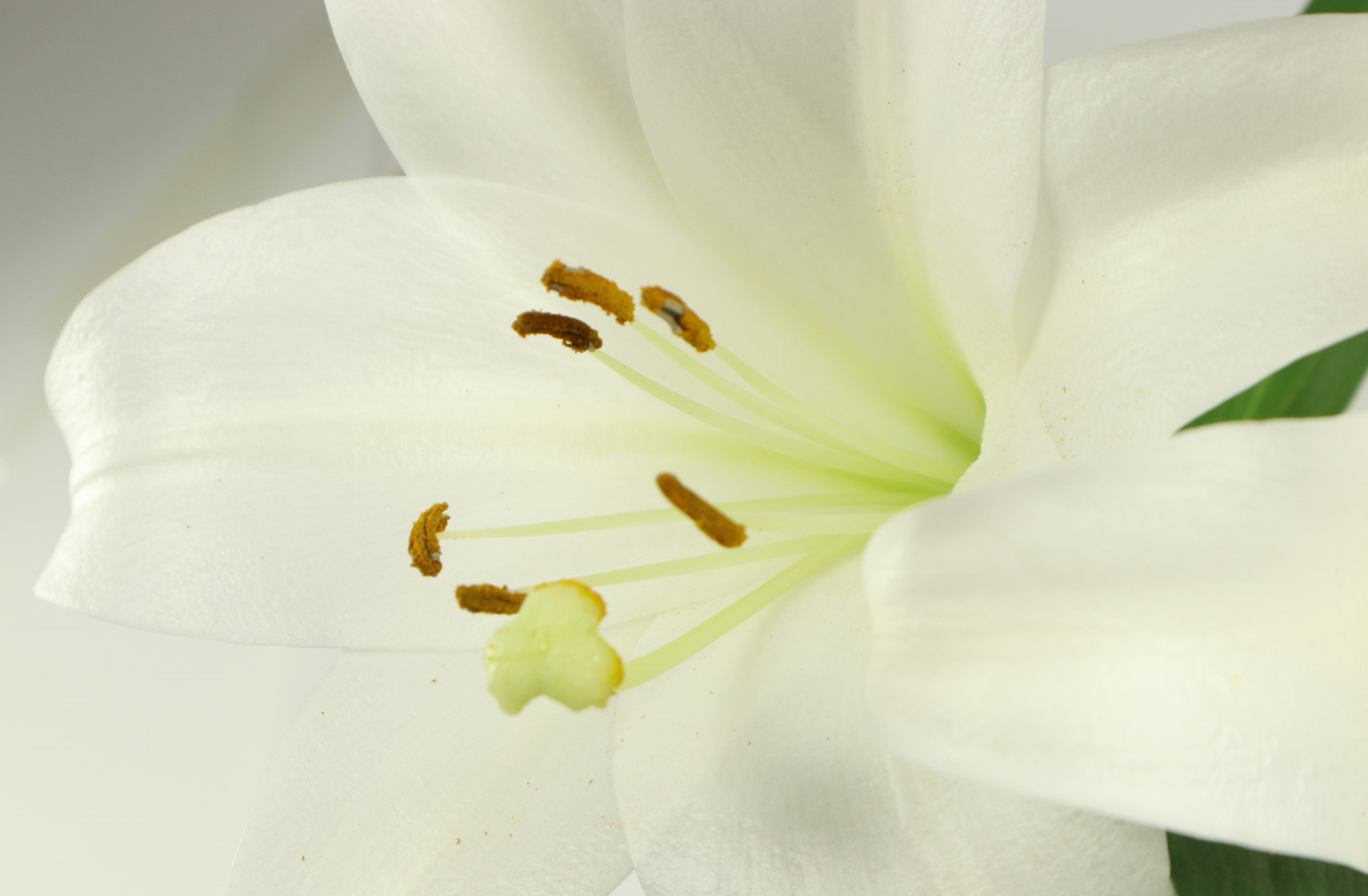 百合花種球怎麼種？有哪些要求？