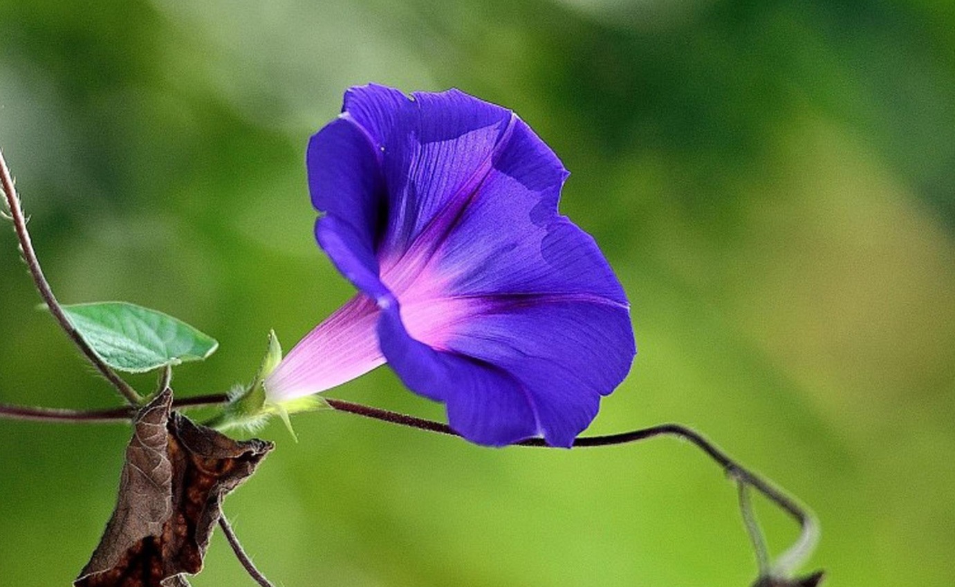 矮牽牛多開花的方法有哪些？如何提高開花率？