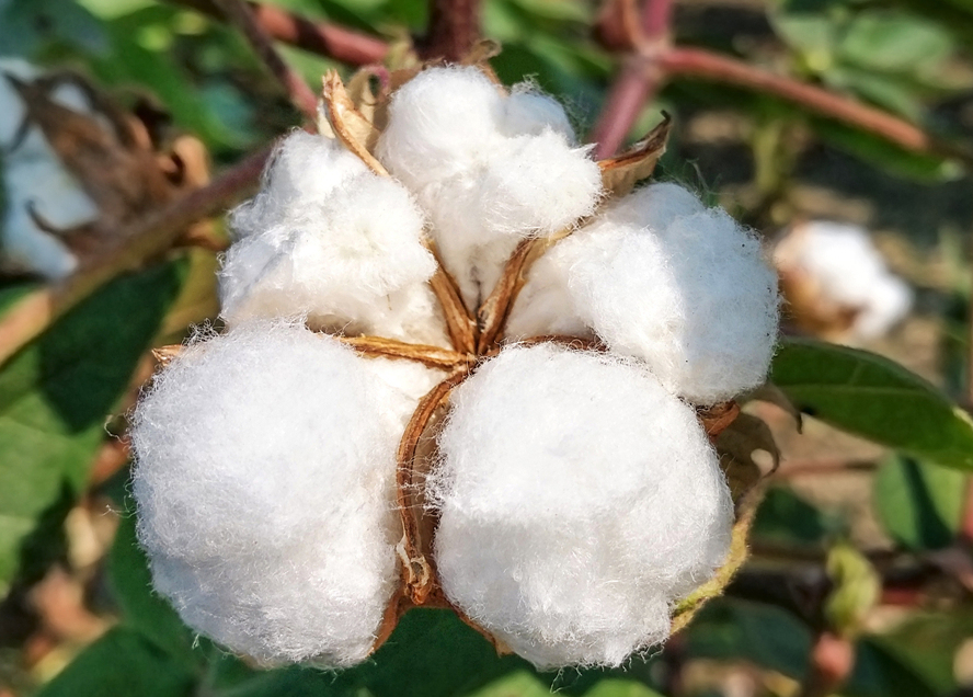 什麼是棉花的遺傳轉化？