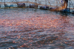 <strong>粉狀水產飼料適合投喂什麼魚群？</strong>