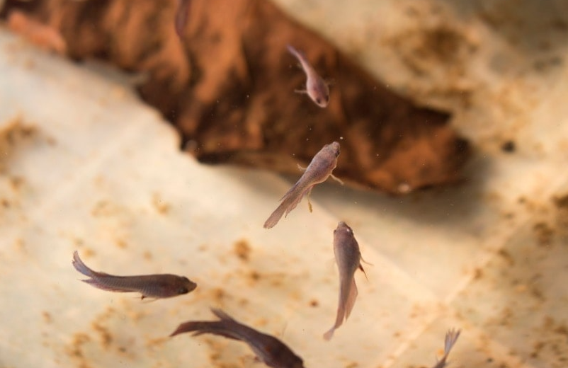 粉狀水產飼料適合投喂什麼魚群？