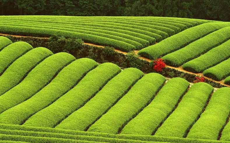 種植烏龍茶的土壤條件？有什麼要求？