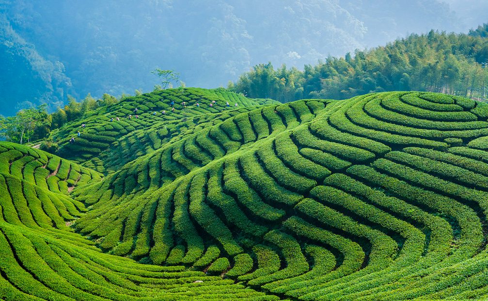 苦丁茶扡插技術和管理需要注意什麼？