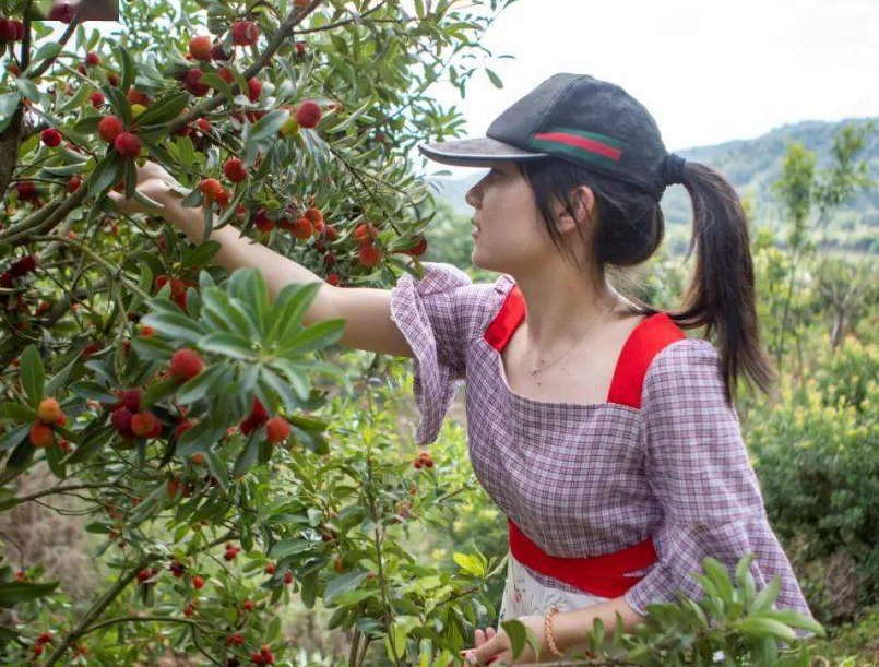 楊梅樹疏花疏果有什麼作用或者好處？