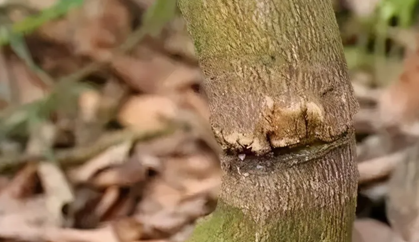 果樹環割促花是什麼意思？需要注意什麼？