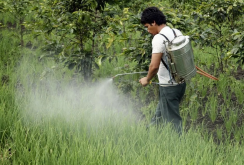 <strong>殺草強和滅草鬆如何使用才能減少對植物和動物的危害？</strong>