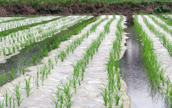 <strong>除草膜滅草的效果怎麼樣？對農作物藥害有什麼表現？</strong>