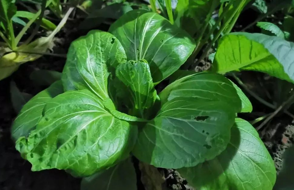 怎樣防治青菜跳甲、青蟲？有哪些辦法？