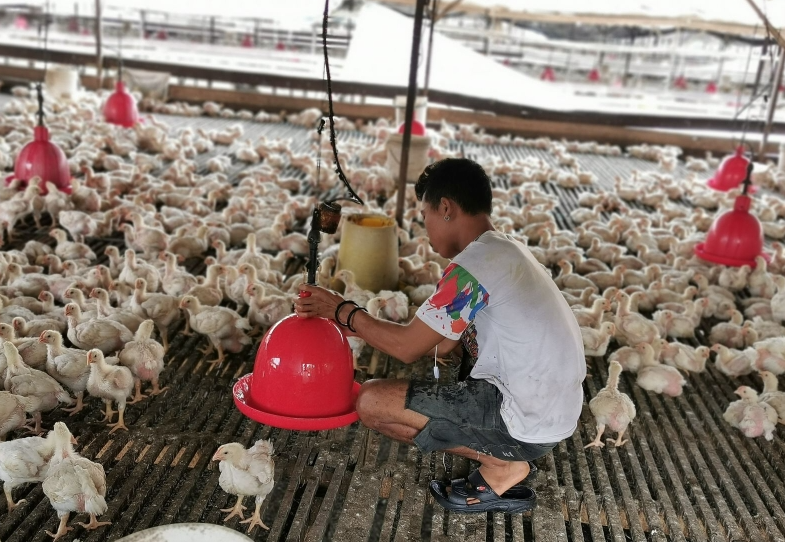 肉雞的飲食習性是什麼？如何飼養？