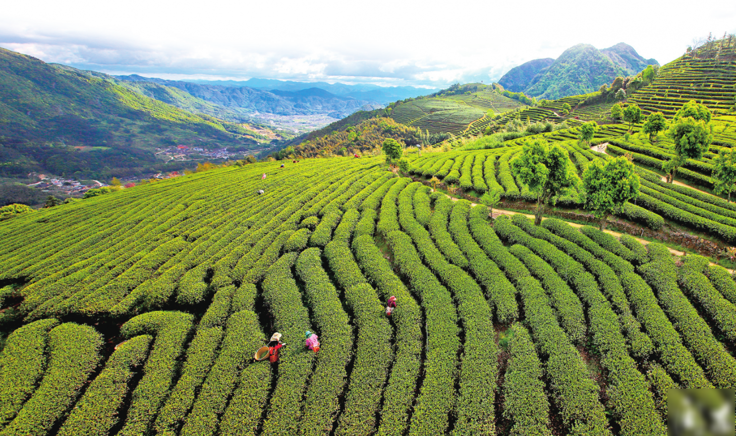 無性茶園是什麼意思？