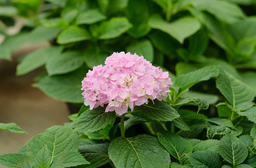 花卉在休眠期事應該如何去養護？