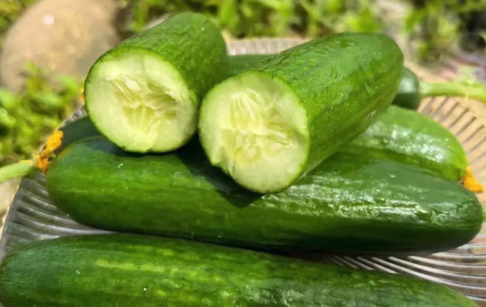 水果黃瓜種植時間和栽培要點介紹