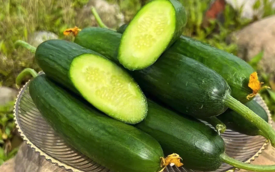 水果黃瓜種植時間和栽培要點介紹