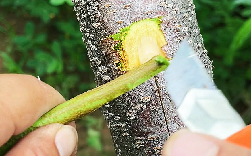 枇杷如何嫁接才能提高嫁接存活率？嫁接後如何管理？