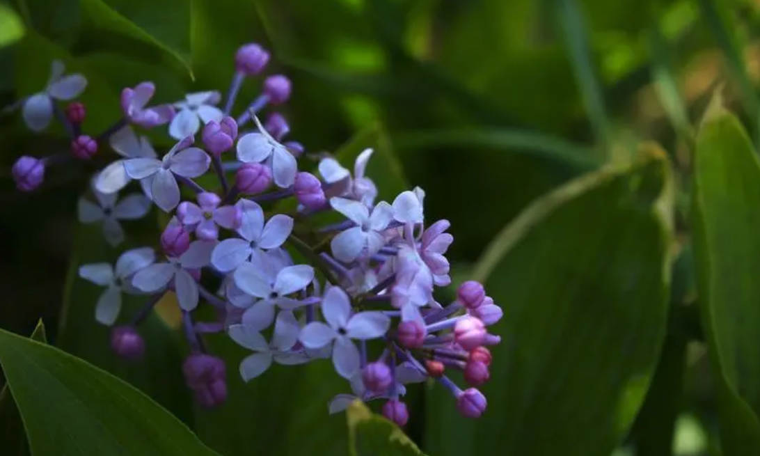 丁香花白粉病症狀和防治方法介紹