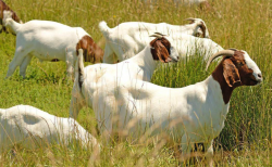 <strong>飼養波爾山羊需要什麼條件？如何能降低飼養成本？</strong>