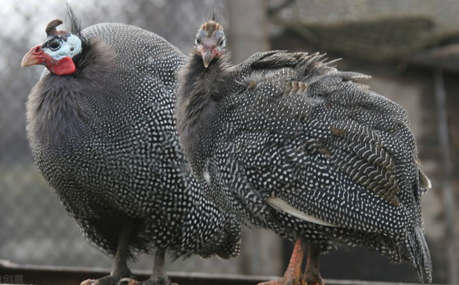 珍珠雞的營養飼料如何搭配？一天的投喂量是多少？