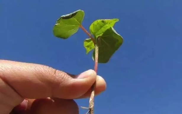 棉花一般播種土壤的深度多少才合適？太深或者太淺會有什麼影響？