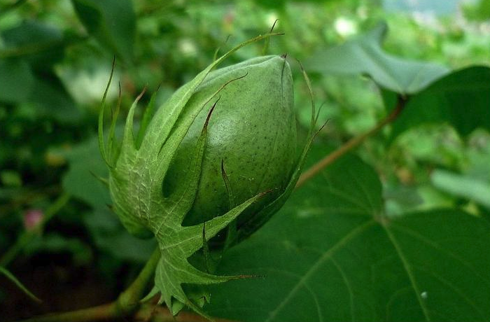 棉花的蕾期是什麼時候？需要怎麼去管理？