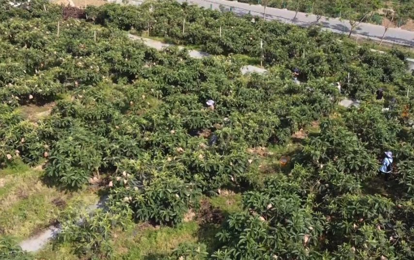 種植枇杷的園地應該如何規劃更加完善？