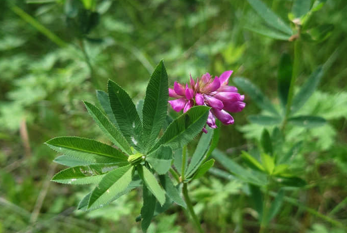 植物野火球對生態環境有什麼要求？形態特征是怎樣的？