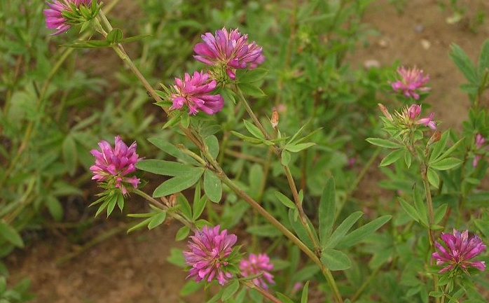 植物野火球對生態環境有什麼要求？形態特征是怎樣的？