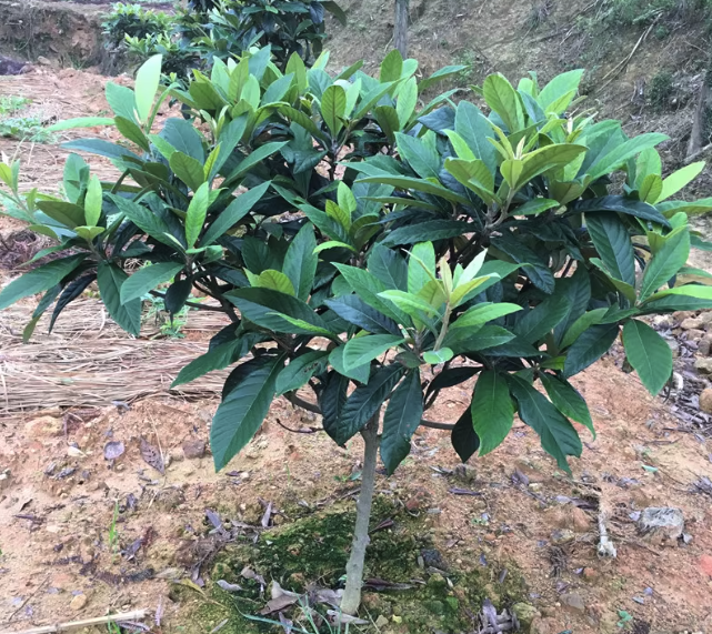 枇杷栽植期栽植需要注意什麼？