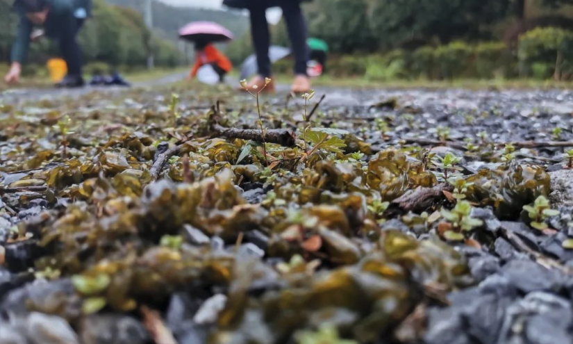 雷公菌人工種植技術分享，有哪些特點？