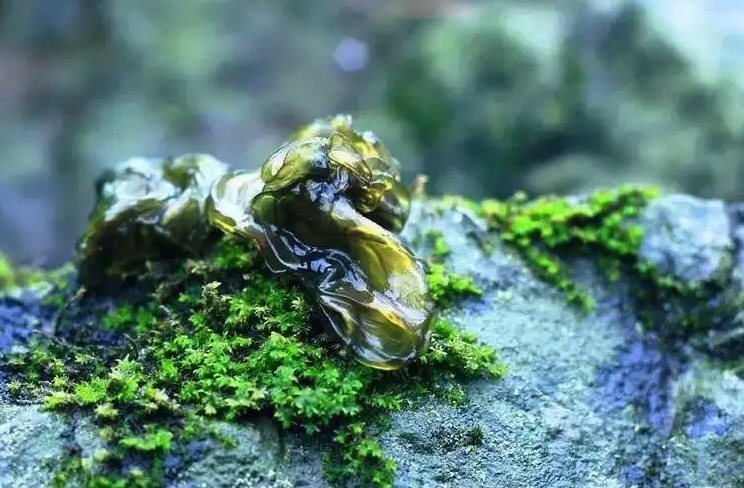 雷公菌人工種植技術分享，有哪些特點？