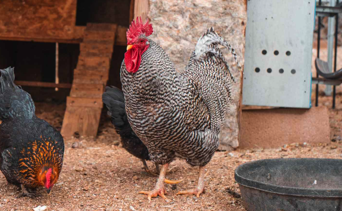 散養雞怎麼飼喂不浪費？有哪些方法？