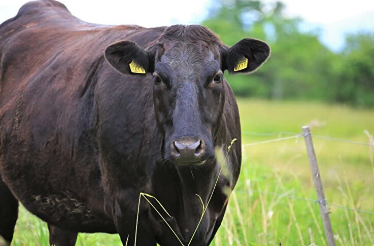 肉牛的營養需要與有機飼料分別指的是什麼？