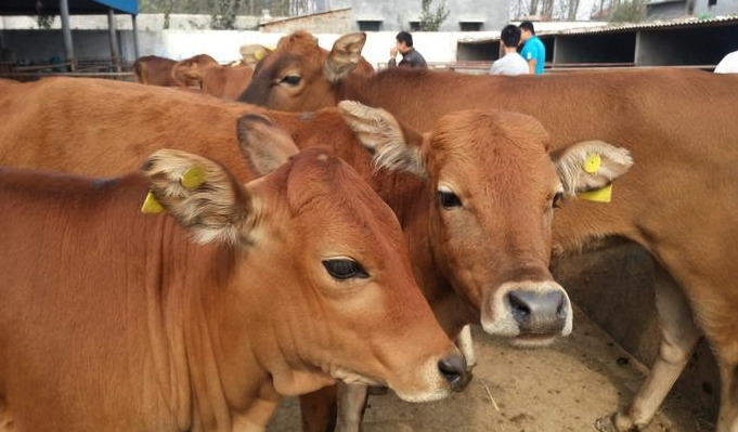 肉牛的營養需要與有機飼料分別指的是什麼？